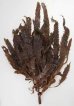 画像6: あらめ 巾広 ６０ｇ  隠岐の島 乾燥 海藻 煮物 パスタ カルシウム 鉄分 ミネラル 食物繊維