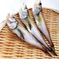 はたはた丸干し特大３尾  焼き物 唐揚げ  鍋物　山陰沖 日本海産