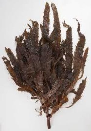 画像3: 隠岐あらめ（巾広）３０g 貴重な隠岐あらめです。乾燥 隠岐の島 煮物　かき揚げ 和え物 パスタ