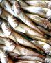 画像3: 山陰沖 日本海産　干しはたはた ２尾  焼き物 唐揚げ 南蛮漬け  (3)