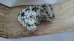 画像3: あらめっこ50g 5袋 味彩海道 送料無料 ポスト投函 しそ風味 国産わかめ 隠岐あらめ とび魚粉末を使ったソフトタイプのふりかけ (3)