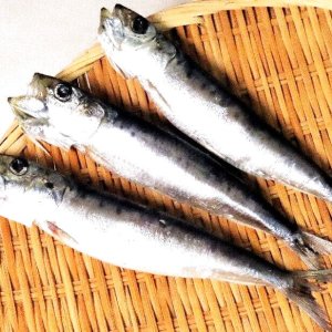 画像: 山陰沖 日本海産　まいわし一夜干し（特大）3尾  焼き物  揚げ物