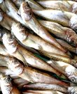 画像3: 山陰沖 日本海産　干しはたはた ２尾  焼き物 唐揚げ 南蛮漬け 
